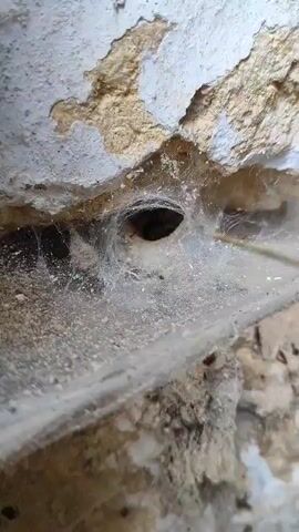 The video shows a close-up view of a spider web in a crevice of a stone or concrete wall. A thin, twig-like object is poking into the entrance of the spider's hole, disturbing the web. Dust and debris are visible on the web and the surrounding surface. The lighting suggests an outdoor or dimly lit environment.