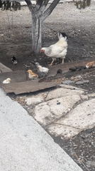 Hen and chicks foraging and resting in a scrappy outdoor yard