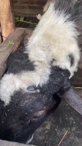 The video is a close-up shot of goats in a pen. The goats have black and white fur and are eating from a trough. The pen is made of wood and has a concrete floor. The video is shaky and the lighting is poor.