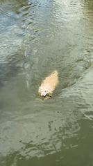Dogs swim and train at a sunny Moscow outdoor meetup