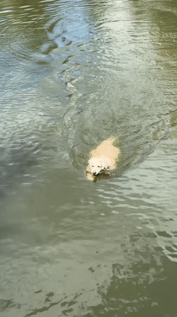 Dogs swim and train at a sunny Moscow outdoor meetup