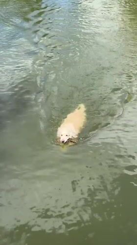 Dogs swim and train at a sunny Moscow outdoor meetup