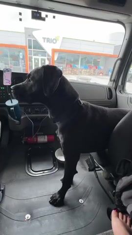 A black dog stands in the driver's seat of a truck cab, looking out the windshield. The truck is parked in front of a gas station with a sign that reads "TRIO". The dog is wearing a black collar and is looking to the left. In the background, there are cars and people. The interior of the truck cab is visible, including the dashboard, steering wheel, and seats. A fire extinguisher is mounted on the wall to the left of the dog. A white bowl is on the floor in front of the dog. A phone is mounted on the dashboard.