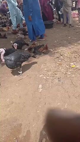 The video shows an outdoor market scene with several people and numerous live chickens and turkeys scattered on the ground. The ground appears to be dirt and sand, with some debris such as straw and leaves. People are dressed in traditional clothing, with some wearing robes and head coverings. In the background, there are motorcycles and stalls, suggesting a bustling marketplace. The focus is on the birds, some of which are standing, while others are lying down. The lighting indicates it is daytime.