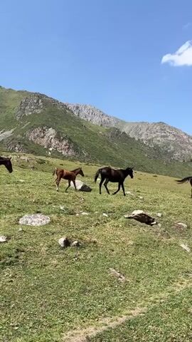 The video shows a grassy mountain landscape under a clear blue sky. Several horses are grazing on the slopes. One dark-colored horse walks in the center of the frame, and a smaller brown horse walks to its left. To the right, another brown horse is visible in the distance. The terrain is uneven with rocks scattered across the grass. In the background, large, green, rocky mountains rise towards the sky.