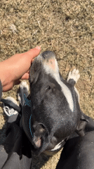 Person plays with black and white dog in Argentina