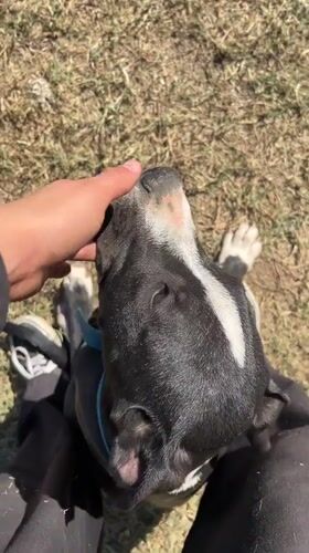 Person plays with black and white dog in Argentina