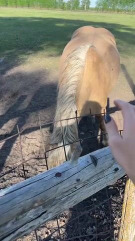 Here's a description of the video:

The video shows a person petting a horse with a long blonde mane through a metal fence. The horse is light brown. The person's hand is visible, adorned with a beaded bracelet. The horse stands in a dirt enclosure.

The scene then pans out to reveal a wide, grassy field with trees in the background under a bright blue sky with a few scattered clouds. Other horses, including a foal, are visible grazing in the field. There's a mineral block in the dirt area.