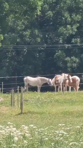 A video shows four horses in a grassy field. Three horses are clustered together on the right side of the frame, one facing right and two facing left, with their heads lowered as if grazing. A fourth horse, lighter in color, stands to the left of the group, facing right and appearing to be interacting with one of the horses in the group. A fence with multiple horizontal wires runs across the middle of the frame. In the background, a dense line of green trees forms a backdrop, and thin power lines are visible against the trees. The foreground is filled with green grass and some white wildflowers. The overall impression is a peaceful rural scene on a sunny day.