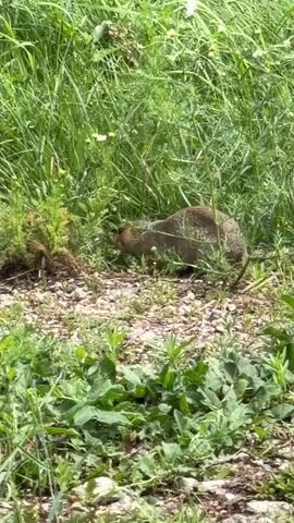 A ground squirrel stands upright in a patch of tall green grass and brown dirt. The ground squirrel is facing away from the camera, but its head is turned to its right, and it appears to be sniffing the air. The squirrel is light brown in color, with darker brown stripes on its back. The grass is tall and green, with some small white flowers mixed in. The dirt is brown and rocky.
