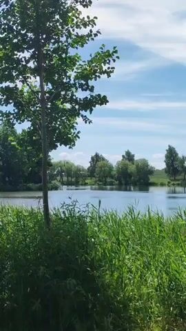 The video shows a body of water bordered by lush green grass and trees. The sky is blue with some wispy clouds, suggesting a bright, sunny day. A single tree stands in the foreground to the left, with its leaves rustling slightly. The water is calm and reflects the sky and surrounding foliage. The scene conveys a sense of tranquility and natural beauty.