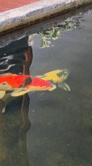 Koi pond close-up, colorful fish drifting in murky water