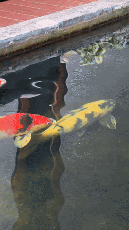 Koi pond close-up, colorful fish drifting in murky water