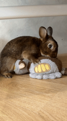Domestic rabbit plays with plush toy in Solikamsk home