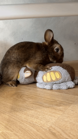 Domestic rabbit plays with plush toy in Solikamsk home