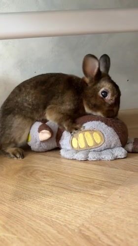 Domestic rabbit plays with plush toy in Solikamsk home