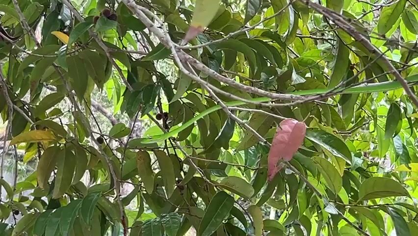 The video shows a green snake slithering amongst tree branches with green and brown leaves. Some small, round, brown objects, likely fruits, are also visible in the tree. The snake is elongated and blends well with the green foliage. The environment appears to be a wooded area.