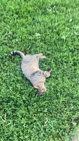 The media file shows a tabby cat lying on its back in the grass. The cat has grey and black stripes and a striped tail. Its eyes are open, and it appears to be relaxed and enjoying the sunshine. The grass is green and lush, suggesting a warm, pleasant day. The scene is set in a natural outdoor environment, likely a backyard or a park, with no immediate signs of human presence or man-made structures. The overall mood is peaceful and serene, capturing a moment of simple contentment for the animal. The time of day appears to be daytime, given the bright lighting on the grass and the cat. There is no visible text in the media file. The location context provided is Sakmara, Russia, which aligns with a temperate climate suitable for such an outdoor scene.
