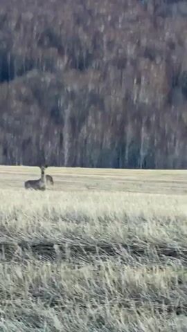 The video shows a vehicle traveling along a road next to a field of dry grass or hay. In the background, there is a dark hill or mountain. A deer with small antlers briefly appears in the field, looking towards the camera, before the view moves on. The video is shaky due to the movement of the vehicle.