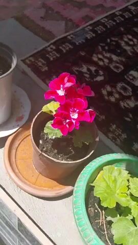 A close-up video focuses on a flowering plant with bright pink and white blossoms. The plant is in a brown pot, which sits on a saucer. Behind the pot, a patterned rug is visible. To the right of the pot is another plant with green leaves in a green planter. To the left, a white pot and a small plate are partially visible. The lighting suggests it is daytime, with sunlight casting shadows. There are no people in the video.