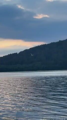 A lone white bird flies over a calm body of water. The bird is in mid-flight, with its wings extended. The water is dark blue and reflects the sky. In the background, a dense green forest covers a rolling hill. The sky above is a mix of dark blue and lighter grey clouds, with hints of pink and orange light, suggesting it is either dawn or dusk. The scene is peaceful and serene.