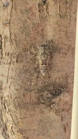 The video shows a close-up view of a cicada on a tree trunk. The cicada is light brown and gray with dark markings on its body and wings. It is positioned vertically on the rough, textured bark of the tree. The camera is focused on the cicada, and the background is blurred. The video is short and appears to be a still shot with very slight movement.