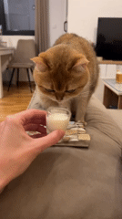 Cat shares drinks with patron at Montenegro bar