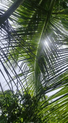 Morning sunlight filters through palm trees in Lhokseumawe