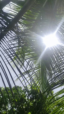 Morning sunlight filters through palm trees in Lhokseumawe