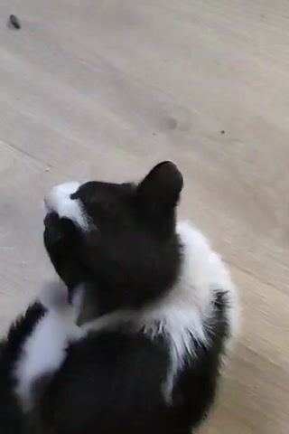 A black and white kitten is on a wooden floor. The kitten is grooming itself. The kitten is on its back with its legs in the air. The kitten is licking its paw. The kitten's tail is visible.
