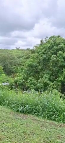 The video shows a panning shot of a lush green environment, likely a jungle or tropical landscape. In the foreground, there is dense vegetation with tall grasses and some leafy plants. The middle ground reveals more trees and foliage, with hints of a structure possibly a house or shed. A body of water, perhaps a pond or stream, is visible in this section. The background features rolling hills covered in trees, and the sky is overcast with clouds. The camera moves from left to right, capturing the expansive natural scenery. The overall impression is one of a verdant, humid, and somewhat wild environment.