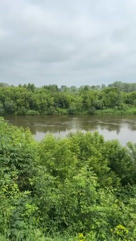The video shows a wide river bordered by lush green trees and vegetation under an overcast sky. The water is calm with reflections of the sky and trees. The foreground is filled with dense green bushes and some yellow wildflowers. The background features a line of trees extending across the horizon. The scene appears to be a natural landscape in the summertime.