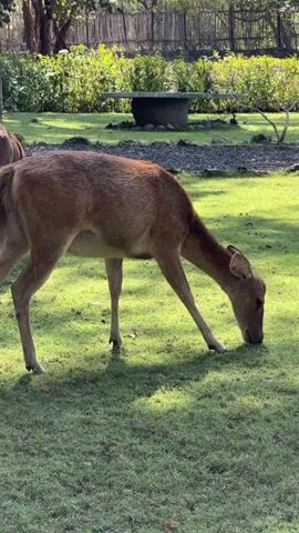 A deer is grazing in a grassy area. The deer is brown and has long legs. It is facing to the right and its head is down, eating grass. In the background, there are trees and a fence. There is also a round stone structure in the middle ground. The sun is shining and casting shadows on the grass. The video is from a side view.