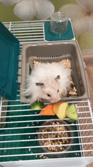 Fluffy white hamster snacks and moves around its Solikamsk cage