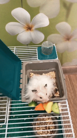 Fluffy white hamster snacks and moves around its Solikamsk cage