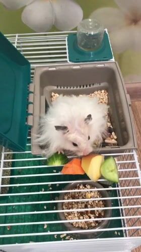 Fluffy white hamster snacks and moves around its Solikamsk cage