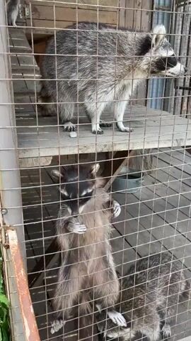 The video shows multiple raccoons inside a multi-level enclosure, likely a cage or a rehabilitation center, located in Timofeevka, Russia.

The enclosure features wooden platforms and floors, with a wire mesh front. At the beginning of the video, a large raccoon stands on the upper wooden platform, looking towards the right side of the frame. Its distinctive black mask around its eyes and grey fur are clearly visible.

As the camera pans down, more raccoons are seen on the lower level. One raccoon stands upright on its hind legs, facing the camera with its front paws slightly raised, appearing curious. Beside it, another raccoon is partially visible near the corner of the enclosure. In the background of the lower level, a metal bowl is placed on the wooden floor.

Later in the video, two raccoons are visible interacting closely on the upper platform. One seems to be sniffing or gently nudging the other, showcasing their social behavior. Another raccoon is briefly seen on the bottom level as the camera moves. The raccoons appear healthy, alert, and engaged with their surroundings. The lighting suggests it is daytime.