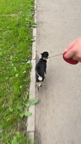 A short, black dog with white markings on its hind legs and tail is walking on a leash along a concrete path next to a grassy area. The camera is moving, following the dog from behind and slightly above. The dog is wearing a black collar. A person's hand holding a red leash handle is briefly visible in the upper right corner of the frame at 00:01. The environment appears to be outdoors, with green grass and a concrete walkway. The overall scene is blurry due to the motion of the camera and possibly the dog.