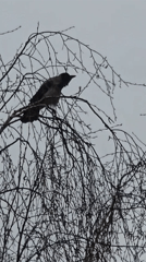 Early morning bird watching and portrait captured overnight