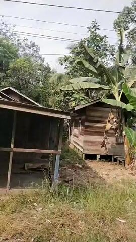 The video shows a view from a moving vehicle, likely a car or truck, moving along a dirt road. The road is lined with dense vegetation, including large-leafed plants like banana trees and palm trees, as well as smaller bushes and ferns. In the background, there are more trees and foliage, creating a lush, tropical environment. A wooden structure, possibly a small hut or shed, is visible on the left side of the road, partially obscured by vegetation. A utility pole with wires runs through the scene, suggesting the presence of some infrastructure. The ground beside the road is covered in dry grass and debris. The overall impression is a rural or undeveloped area with abundant plant life.