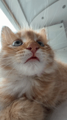 Orange cat filmed in close-up detail in Khimki