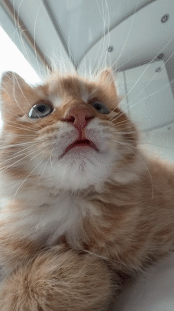 Orange cat filmed in close-up detail in Khimki