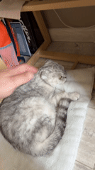 Gray cat rests indoors in Cheboksary, Russia