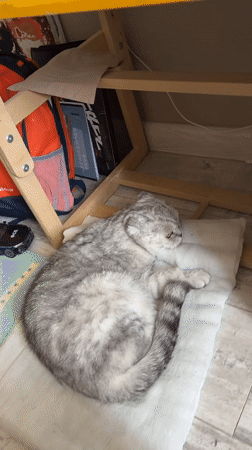Gray cat rests indoors in Cheboksary, Russia