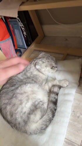 Gray cat rests indoors in Cheboksary, Russia