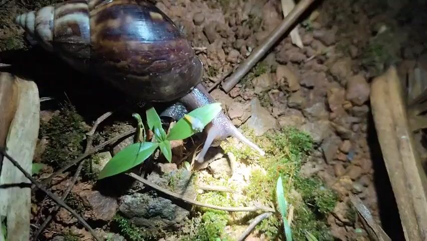 A close-up shot from above shows a large brown snail with a patterned shell moving across damp soil. The snail's pale, translucent body and tentacles are visible as it slowly glides over patches of green moss and scattered brown pebbles. A few small green leaves sprout from the soil near the snail's head. The lighting is dim, with a focused beam illuminating the snail and its immediate surroundings, suggesting it is nighttime or a dark environment.