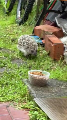 A hedgehog is eating from a bowl of kibble placed on a stone surface in a grassy area. In the background, there are red bricks, plastic bags, and a bicycle wheel. The ground is wet, suggesting it might be raining.