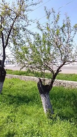 The video presents a bright, sunny outdoor scene, likely captured in springtime. In the foreground, a vibrant patch of green grass covers the ground. Two trees are visible; the more prominent one on the right stands with a light-colored, almost white, trunk that appears to be older or partially damaged at its base, from which new, green-leaved branches extend upwards. Some white blossoms are visible among the green leaves. To the left, another tree with a darker trunk and green foliage is partially visible.

Behind the grassy area, a low, light-colored stone wall stretches horizontally across the mid-ground, separating the lawn from a paved road. In the background, a white car drives from left to right on the road. Above the trees, utility poles and lines are faintly discernible against a clear, bright blue sky. The leaves on the trees show subtle movement, indicating a gentle breeze. The sound of a car passing by is audible.