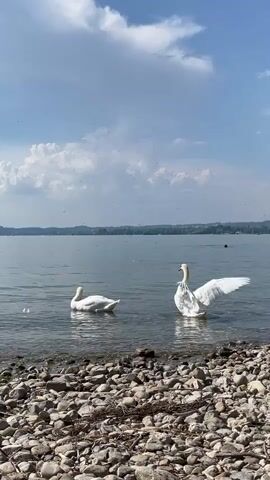 Two white swans swim in a calm body of water near a rocky shore. The swan on the right has its wings partially extended. The sky is blue with scattered white clouds. In the distance, a tree-covered shoreline is visible.