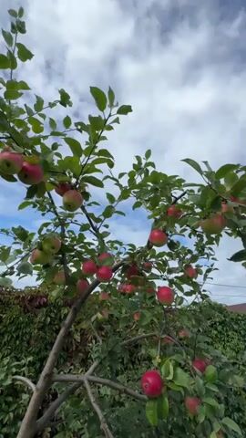 The video shows an apple tree laden with ripe red and green apples. The camera pans around the tree, focusing on the fruit and the leaves. The background consists of a cloudy sky, green grass, and a vine-covered fence. The overall impression is one of abundance and the beauty of nature.